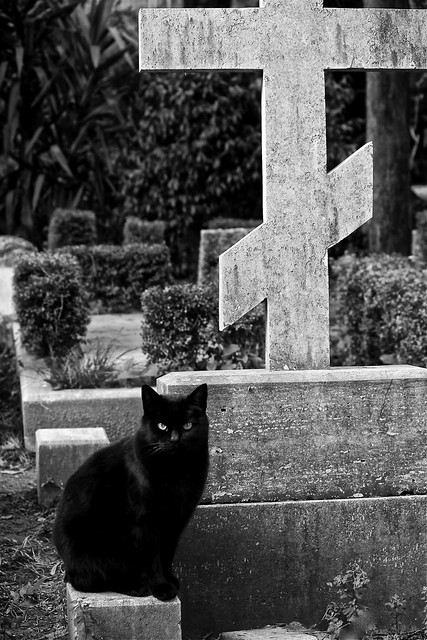 The Black Cat . Cimitero acattolico di Roma (quartiere Testaccio)