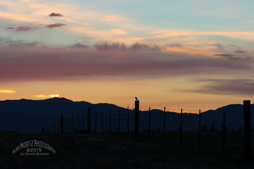 sky bird silhouette vancouver clouds sunrise fence washington unitedstates sunup