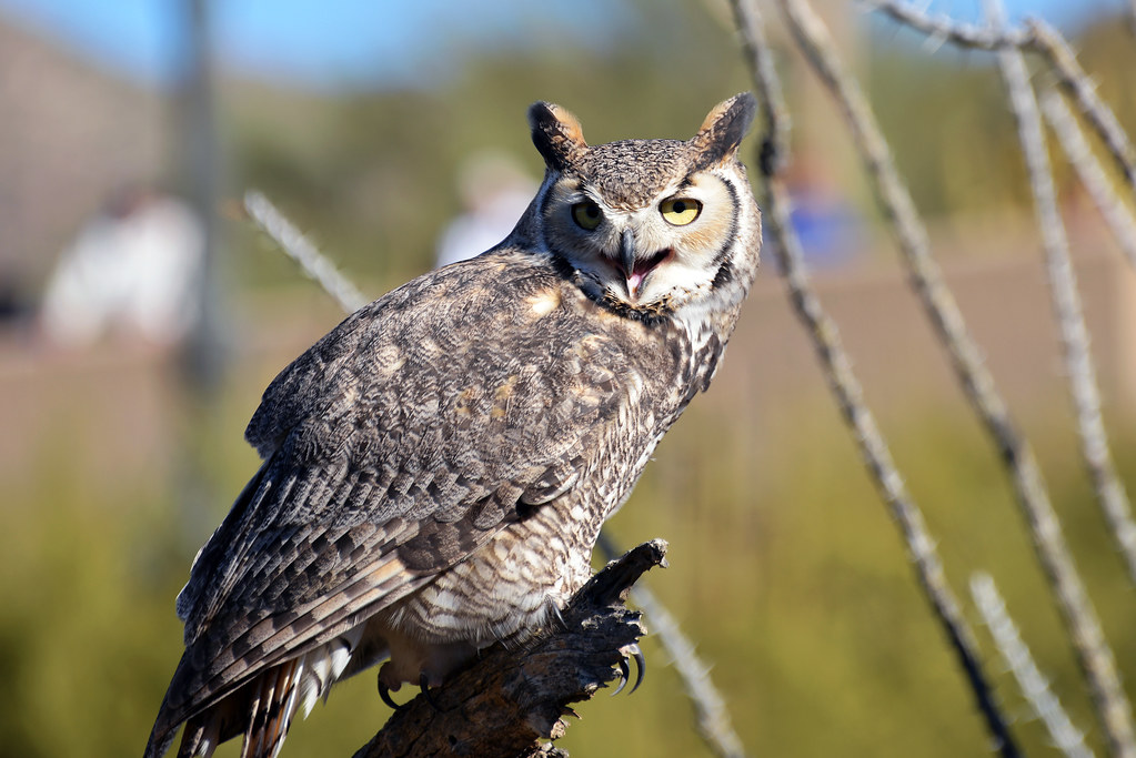 Native Owl of Arizona