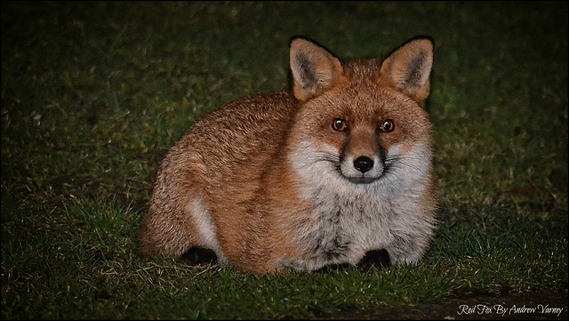 Red Fox 29/365