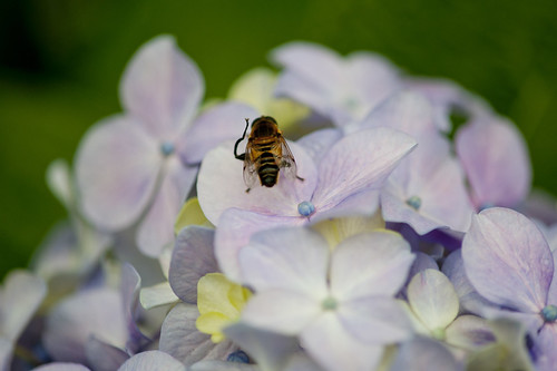 Hydrangea 紫陽花 | by VesperTokyo