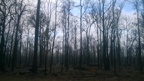 bushfire yarloopfire jarrahforest