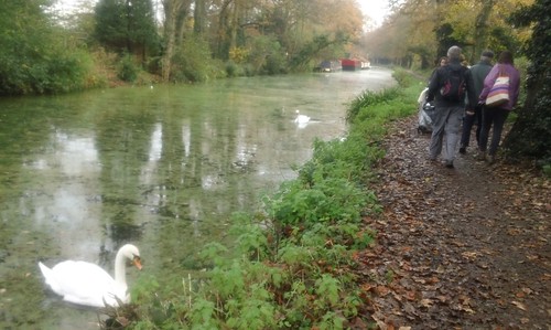 Canal swan on green water