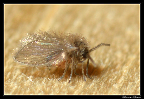 Psychodidae | Nikon D7100 + Tamron 90mm macro f:2.8 + SB900 … | Flickr