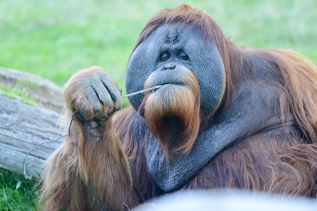 Orangutan Eating Grass