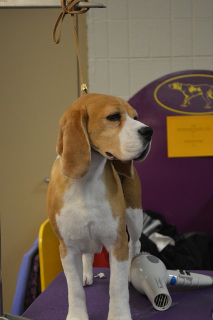 Beagle 15 inch - Ch Tashtins Lookin For Trouble aka Miss P - Best in Show 08