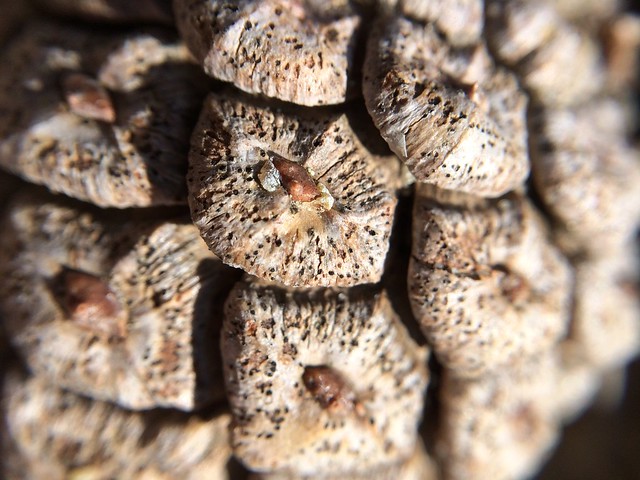 Playing with the olloclip macro lens in the dunes
