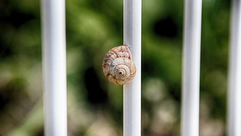 Snail on a fence