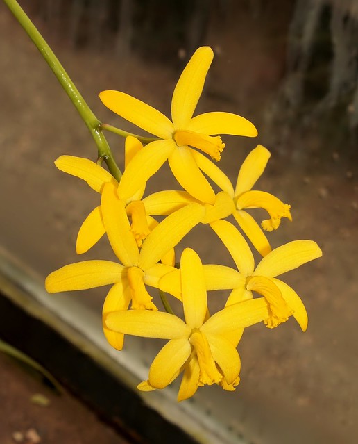 Cattleya neokautskyi (1)