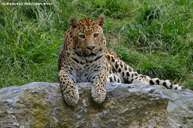 African leopard - Pairi daiza