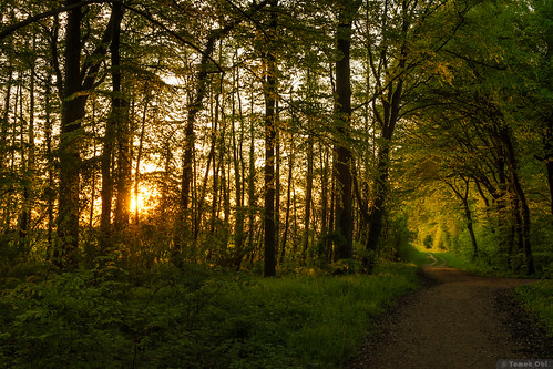 sonnenuntergang goldenestunde seelze wald kirchwehren sunset forest goldenhour waldweg foresttrack calenbergerland