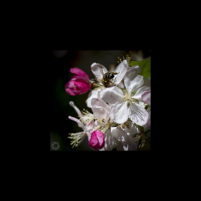 Bee in blossom, Berrima