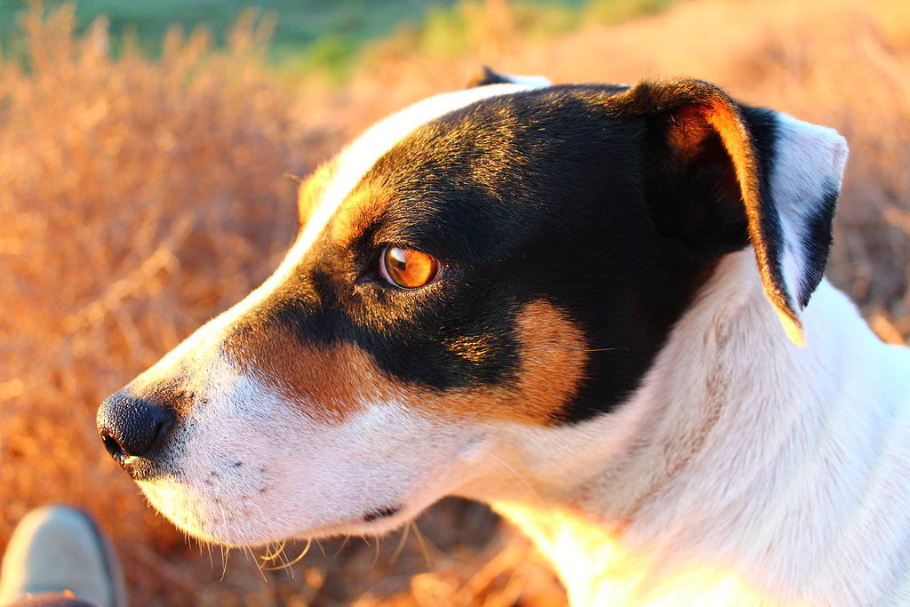 Fox Terrier Chileno Mi Perrito Acompanandome En Todo 3 Paulina Olmos Flickr