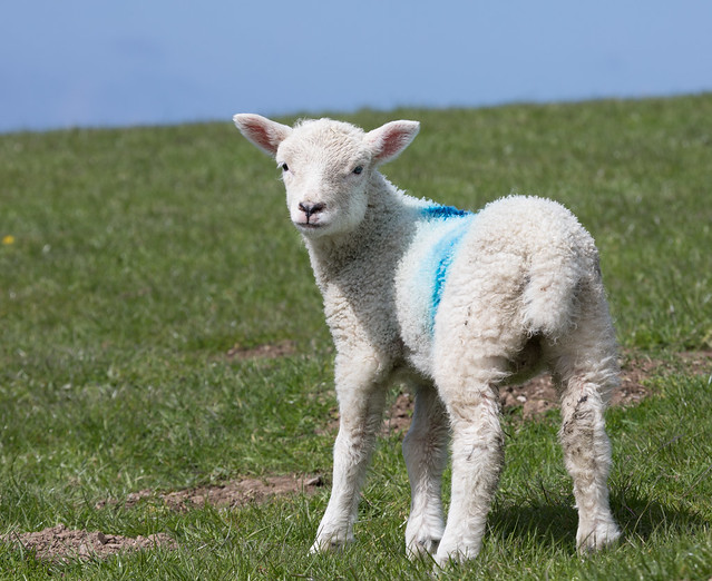 Cornish Lamb