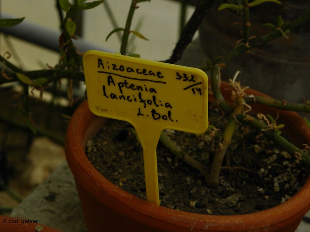 Aptenia lancifolia label in Balchik botanical garden, Bulgaria