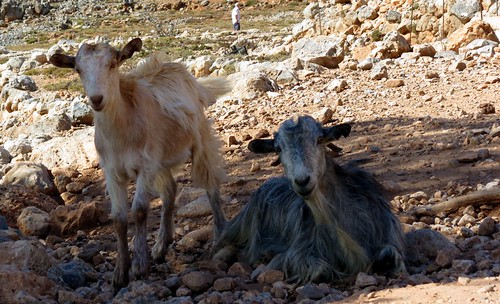 goats near Lykos beach IMG_0880