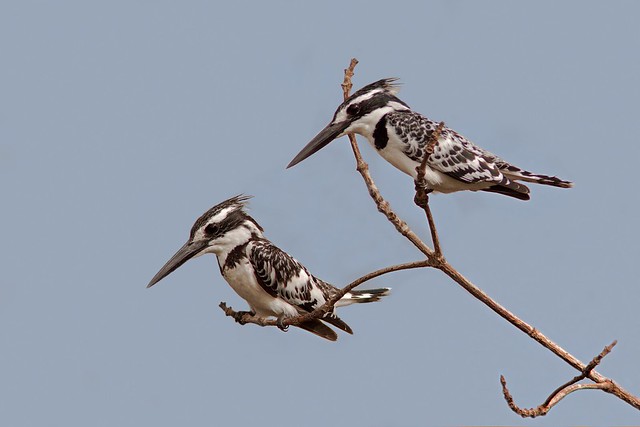 Pied Kingfisher Pair Looking for Fish