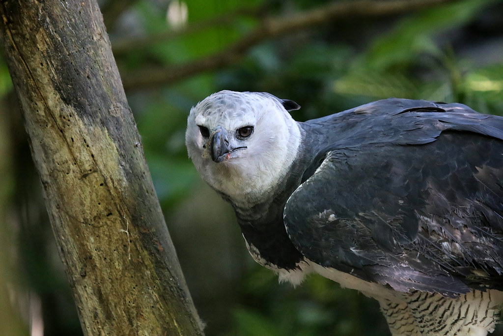 The Harpy Eagle: Eagle of the Rainforest  is the most powerful animal in the world.