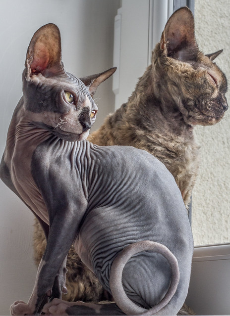 Donskoy or Don Sphinx Cat