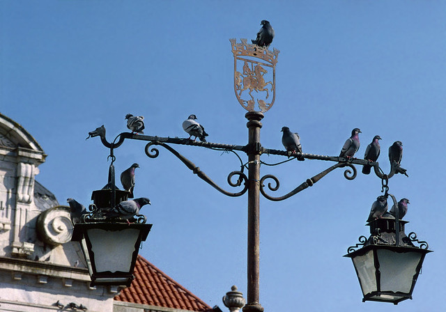 Pigeons, Evora, Portugal