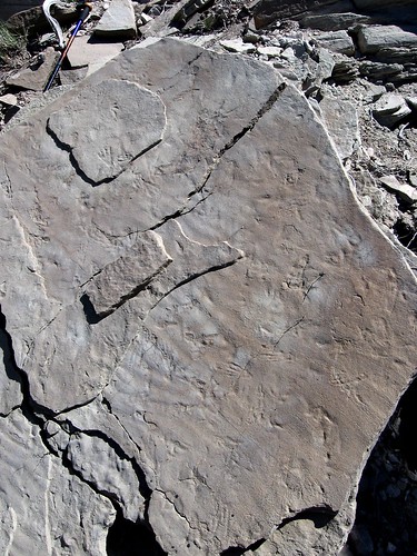 fossil tatemuseum pterosaurtrack