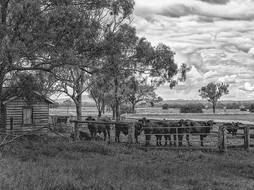blackandwhite bw rural landscape cattle farm rosevale rurallandscape olympuse5 farmsscape