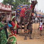 Pushkar ladies, camel carriage