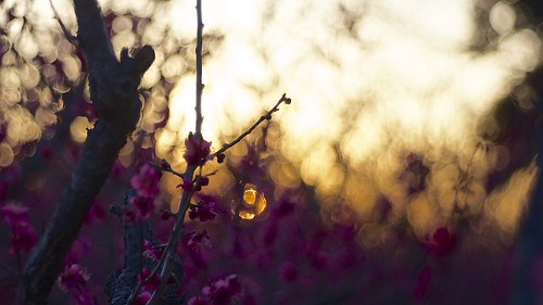 pink flowers light sunset sky sun sunlight color japan zeiss botanical evening spring darkness plum sunny chiba m42 日本 aasia sunnyday 梅 закат 2015 千葉 tessar フラワー 梅見 япония слива токио 青葉の森公園 andotime manuallensonly