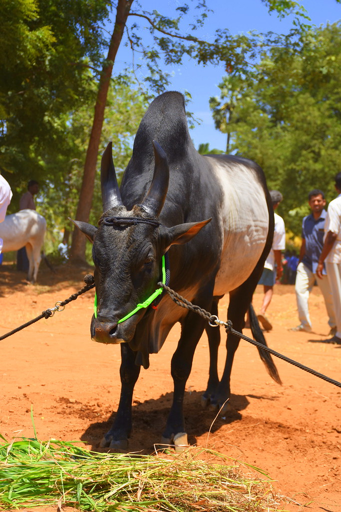 DSC_1902 | kangayam Bull !! save jallikattu !! | sai kadhir | Flickr