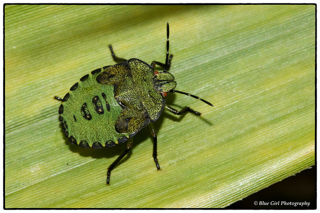 Common Green Shieldbug