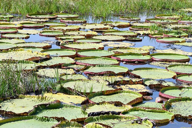 Giant Water Lilies (Porto Jofre)