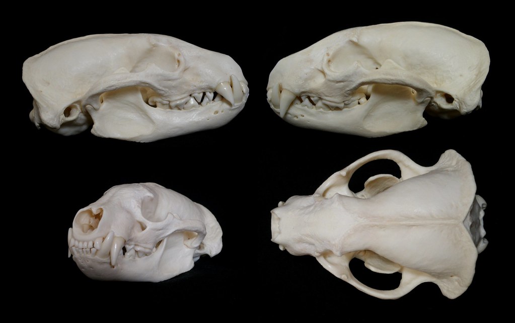 Crâne de Blaireau d'Amérique / American Badger Skull (Taxidea taxus)