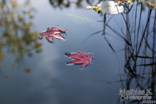 Schwimmende Blätter | Projekt 365 | Tag 302