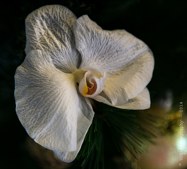 orchids-1.jpg