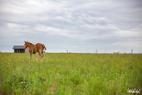 ohio horses photography us unitedstates ponies equestrian bowlinggreen june2016