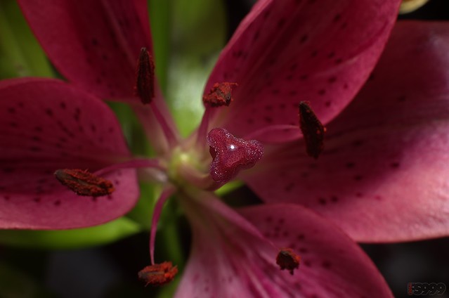 Exploding Lily