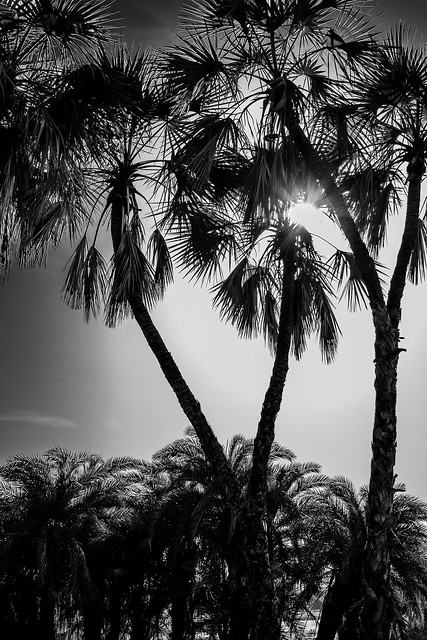 Sun palm
