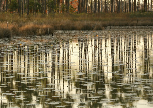 autumn lana nature water reflections landscape louisiana lilies pines grasses nationalwildliferefuge waterscape lacombe nwr gramlich canoneos5d sttammanyparish bigbranchmarsh digitalphotomagazine yourbestshot pinesavanna lanagramlich dailynaturetnc14 nov232014