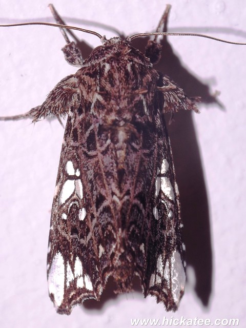 Prominent Moth - Family Notodontidae - HC 2014-241
