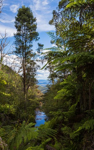 australia trees ferns landscape bluemountains location forest newsouthwales au bestofaustralia