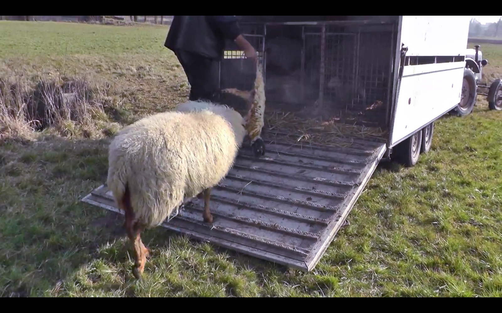 Igualdad Animal investiga el transporte de corderos