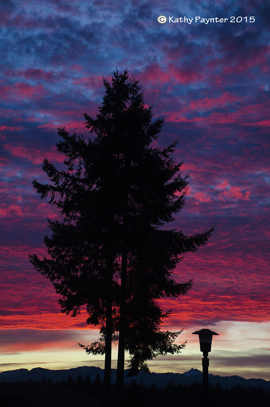 Sunset Tree 3333