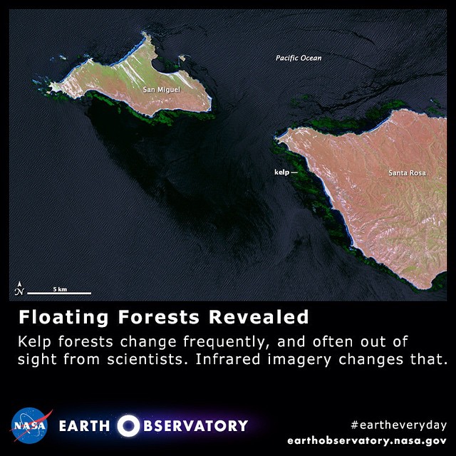Floating Forests Revealed