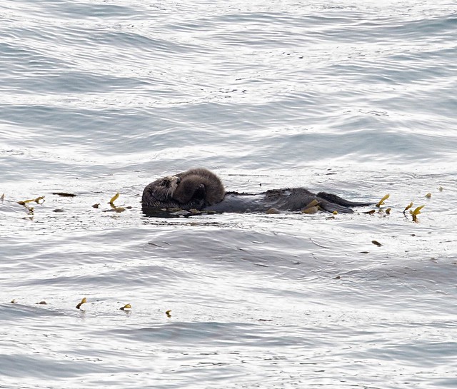 sea otter grooming her pup