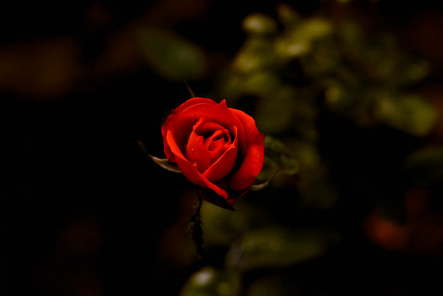Rose for Valentine
