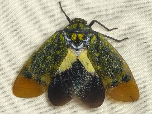 Lantern bug, Fulgoridae