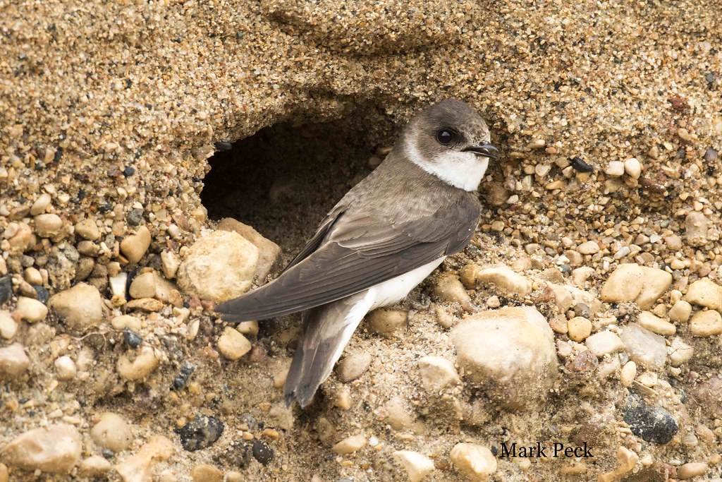 Bank Swallow Riparia riparia | adult at nest, summer, Ontari… | Flickr