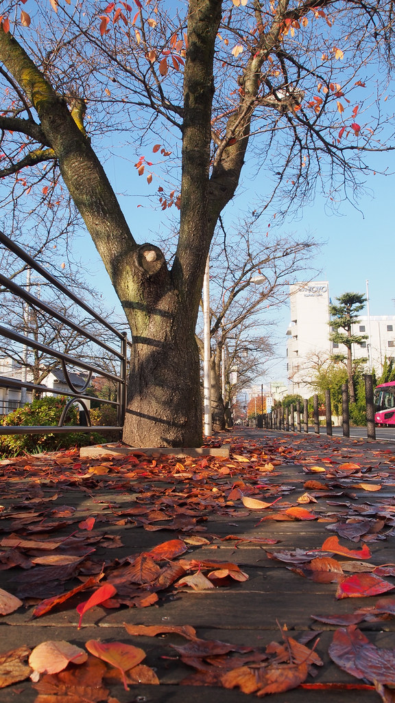 秋季街道 Autumn streets in Isawa, Mt Fuji Region 富士山地區