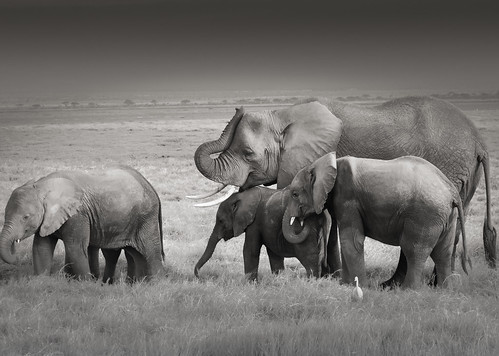 Elephant Family, Amboseli by Poulomee Basu