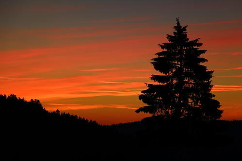 sunset shadow sky tree colors silhouette pinetree pine switzerland colorful swiss fir saignelégier franchesmontagnes